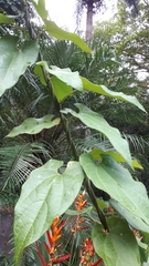 Aristolochia acuminata