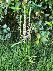 Spiranthes sinensis
