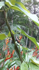 Aristolochia acuminata