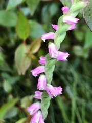 Spiranthes sinensis