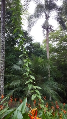 Aristolochia acuminata