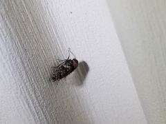 Paraphlepsius collitus