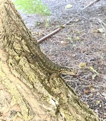 Sceloporus occidentalis