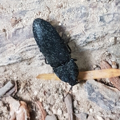 Lacon punctatus
