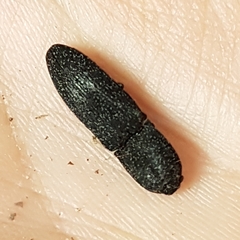 Lacon punctatus