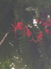 Delonix regia