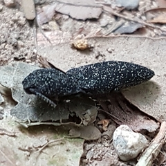 Lacon punctatus