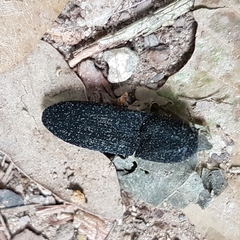 Lacon punctatus