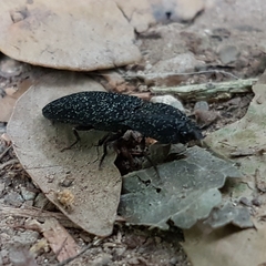 Lacon punctatus