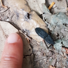 Lacon punctatus