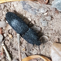 Lacon punctatus