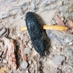 Lacon punctatus