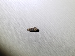 Paraphlepsius collitus