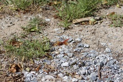 Libellula saturata