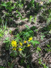 Arnica lonchophylla