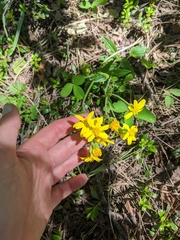 Arnica lonchophylla