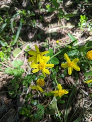 Arnica lonchophylla