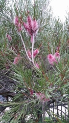 Hakea francisiana