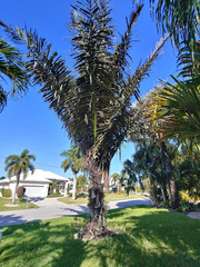 Arenga pinnata