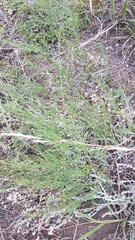 Asparagus burjaticus