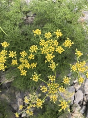 Lomatium grayi