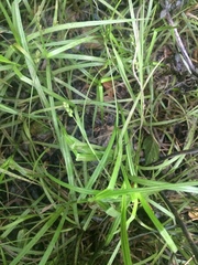 Carex scoparia
