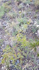 Spiraea aquilegifolia