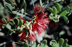 Melaleuca blepharosperma