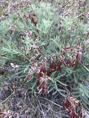 Astragalus australis