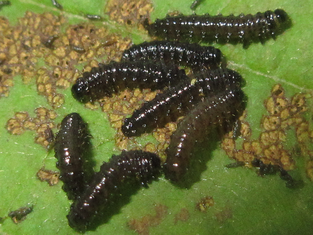 Agelastica coerulea