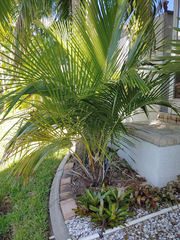 Beccariophoenix alfredii