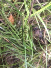 Carex caroliniana