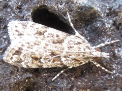 Eudonia puellaris