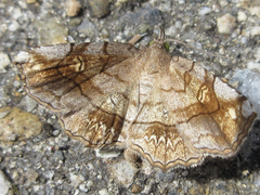 Pangrapta flavomacula