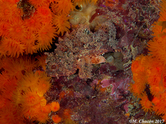 Scorpaena notata