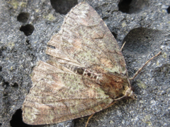Dindica virescens