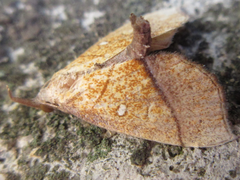 Stenbergmania albomaculalis