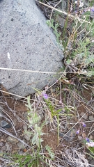 Polygala tenuifolia