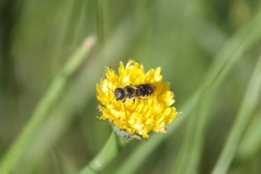 Osmia coloradensis