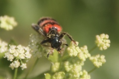 Trichodes apiarius