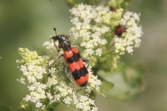 Trichodes apiarius