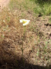 Calochortus superbus