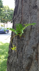 Gleditsia triacanthos
