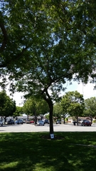 Gleditsia triacanthos