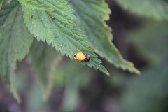 Harmonia axyridis