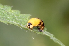 Harmonia axyridis