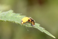 Harmonia axyridis