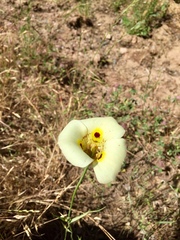 Calochortus superbus
