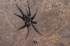 Sericopelma