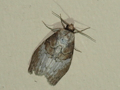 Acatapaustus mesoleuca